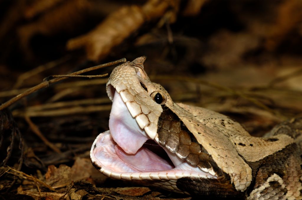 Gaboon viper or Western gaboon viper (Bitis gabonica), Viperidae, repeatedly opening its mouth after eating to adjust its fangs.