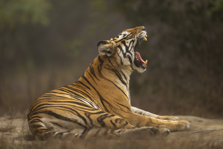 Female Bengal tiger