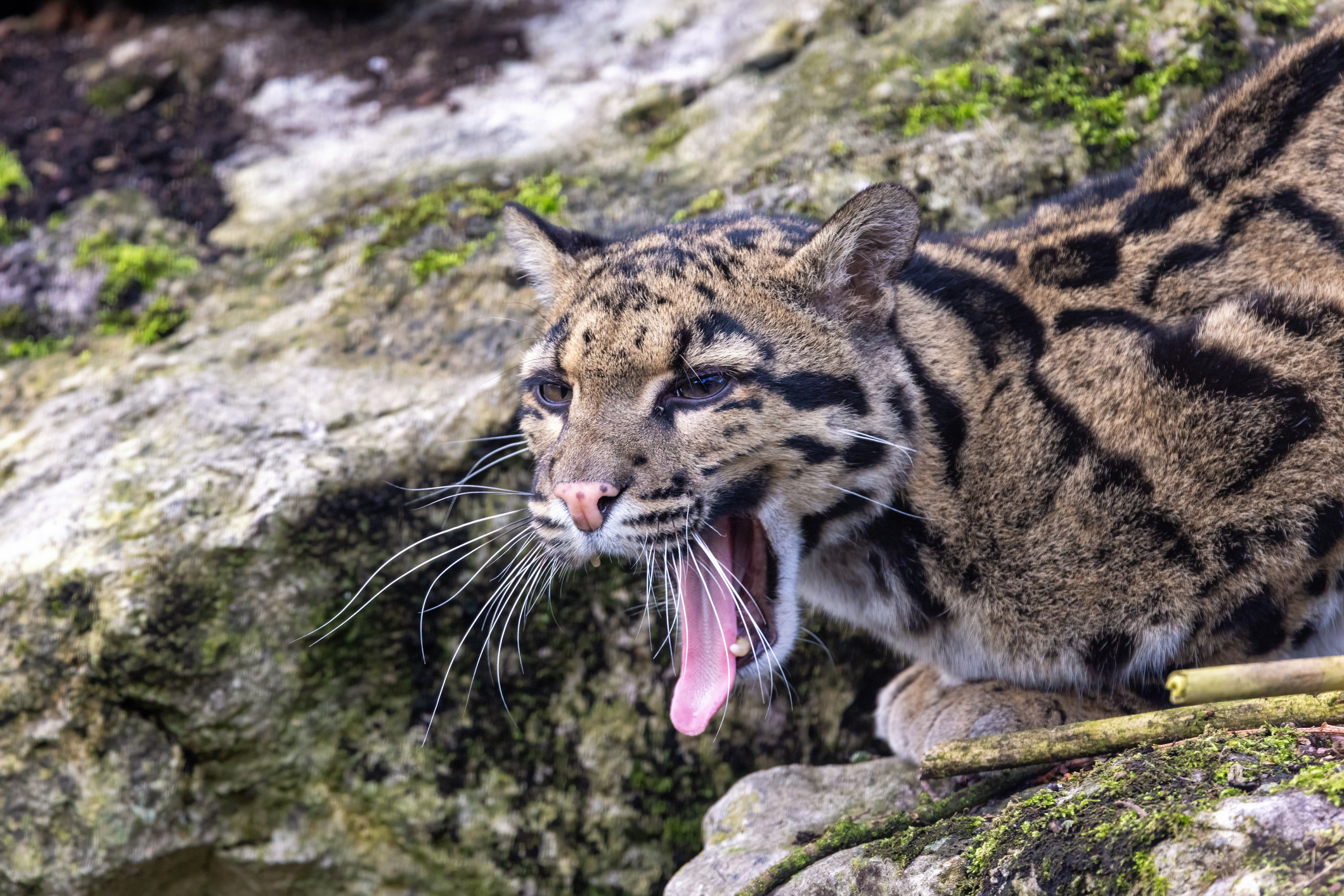 A clouded leopard, Neofelis nebulosa, yawning