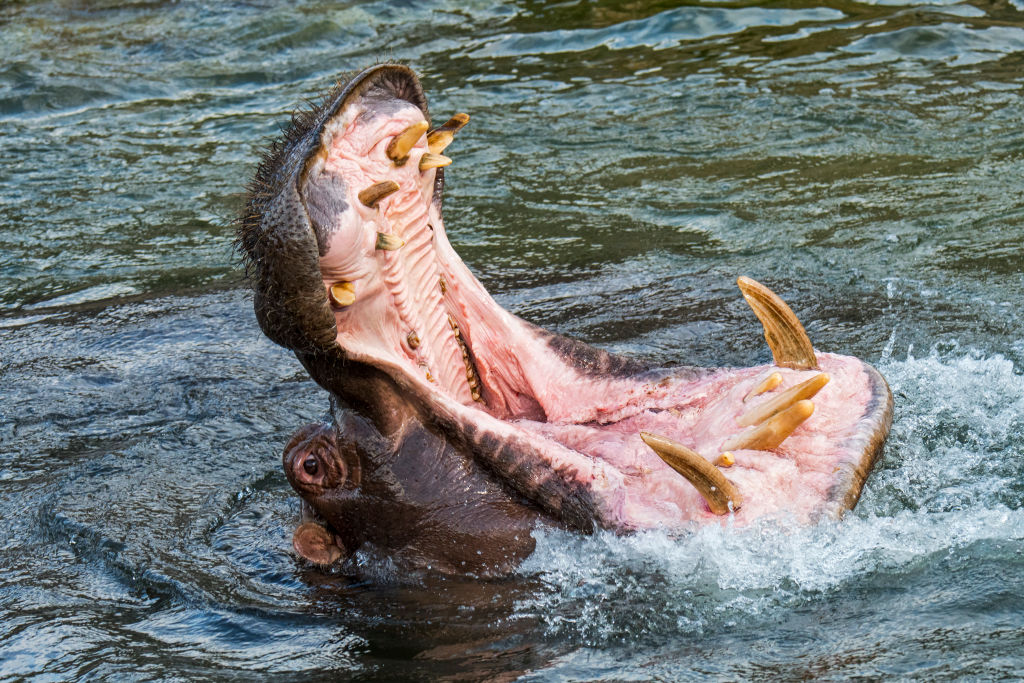 Common hippopotamus / hippo (Hippopotamus amphibius) in lake showing huge teeth and large canine tusks in wide open mouth.