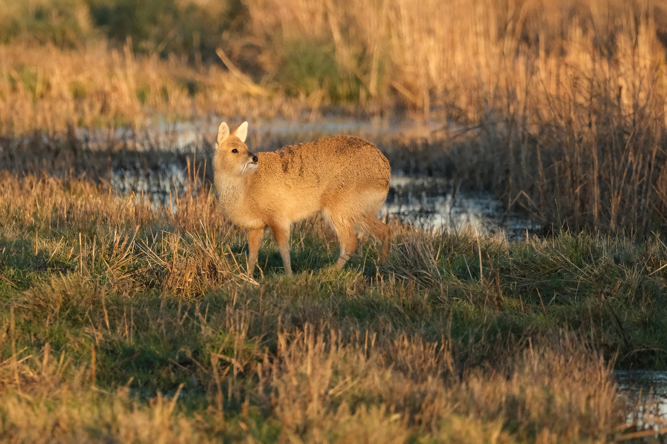 Chinese water deer (Hydropotes inermis) standing in a marshy wetland during sunset golden hour