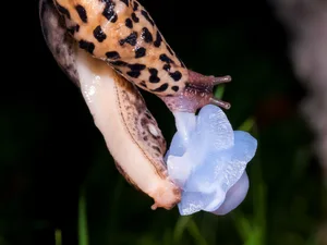 Leopard slugs mating. © Jasius/Getty Leopard slugs mating.