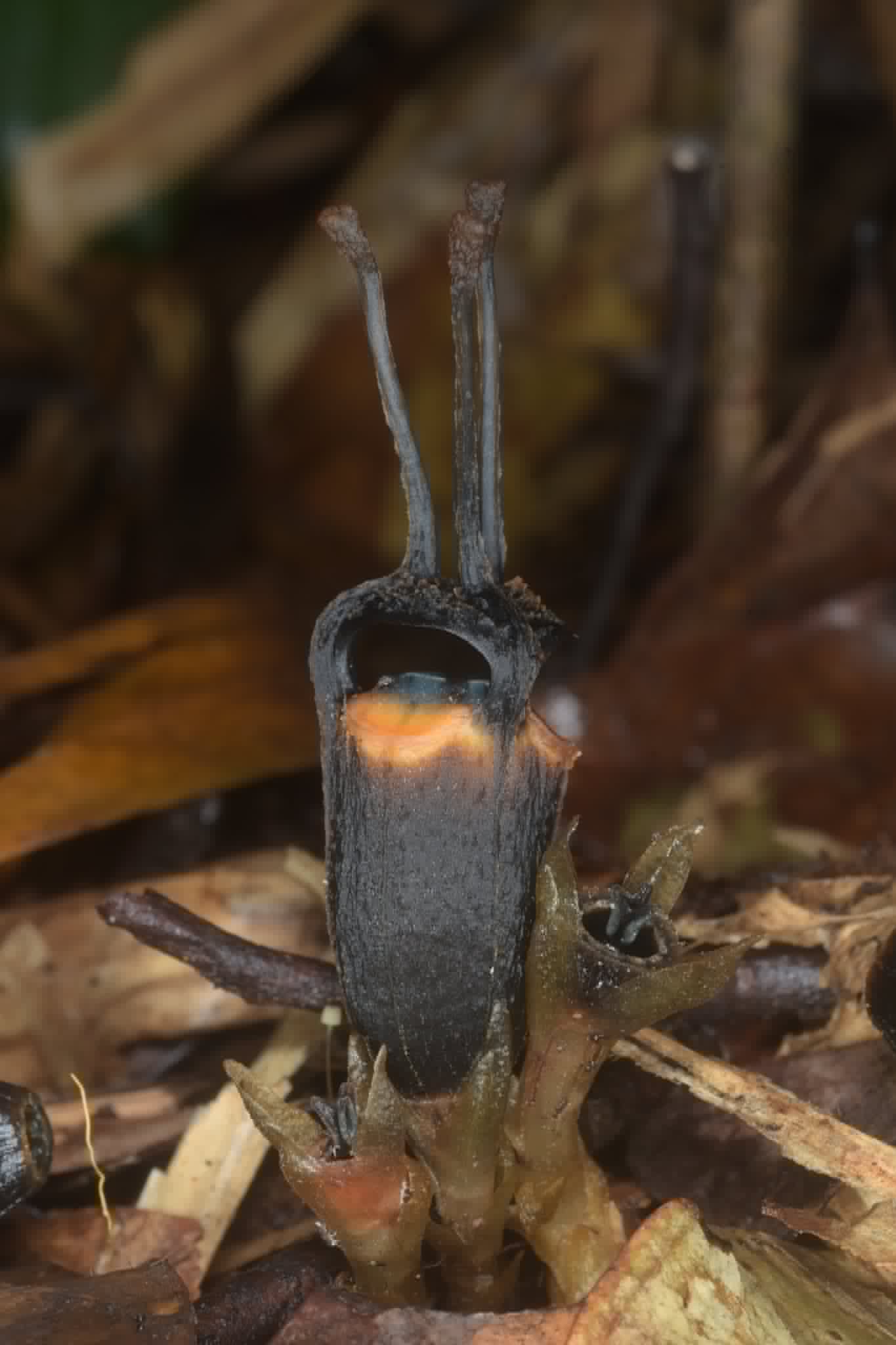 Thismia daemona