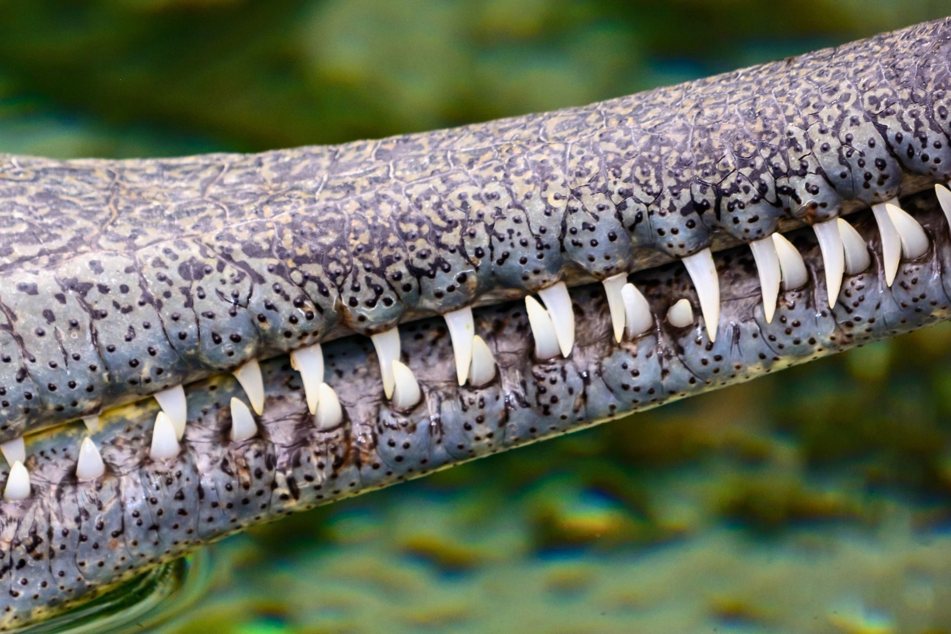 Guess the animal in this photo