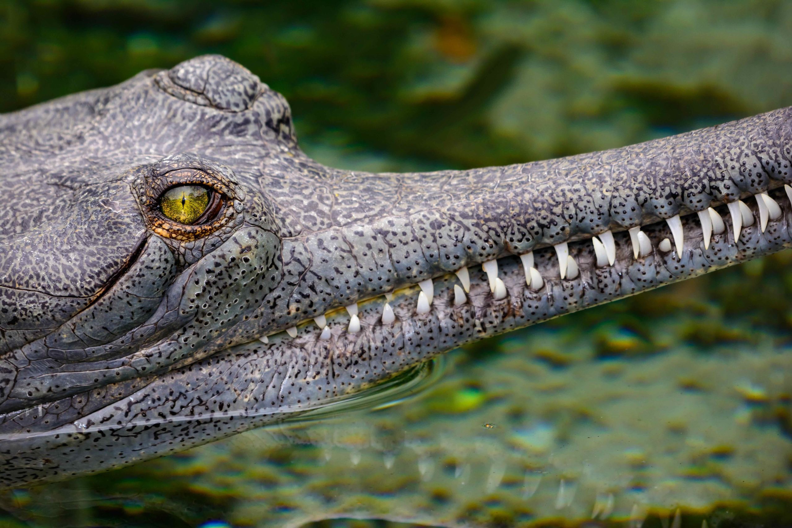Gharial (Gavialis gangeticus)