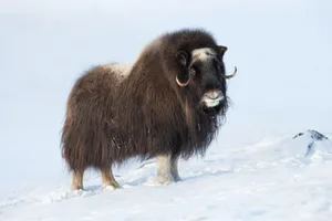 A musk ox in the snow at Dovrefjell National Park, Norway. Dgwildlife/Getty A musk ox in the snow at Dovrefjell National Park, Norway. Dgwildlife/Getty
