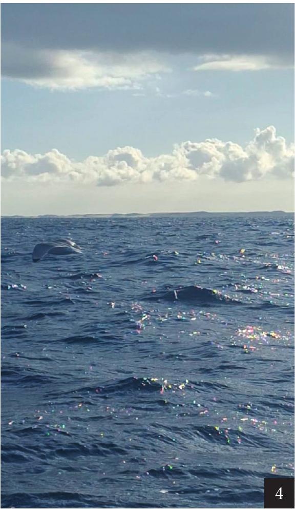 Adult black-legged kittiwake off Rio Grande do Norte, Brazil