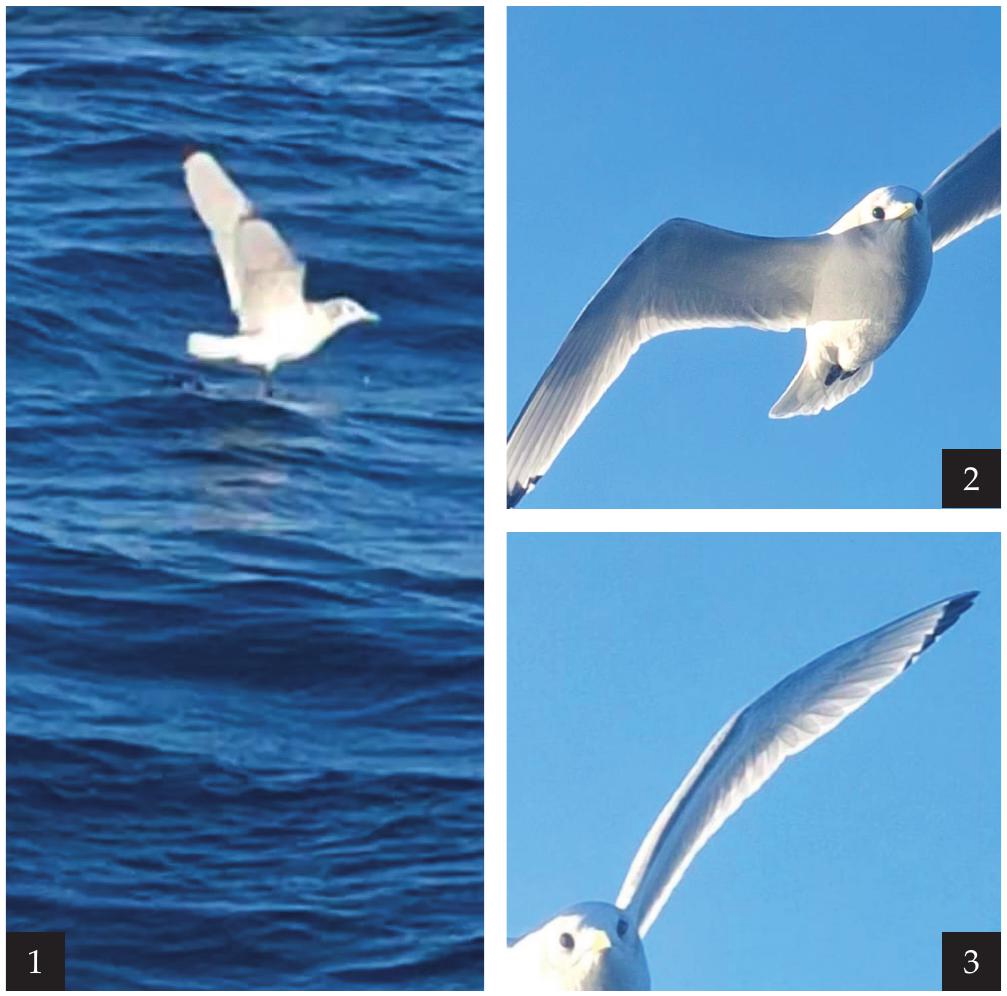 Adult black-legged kittiwake Rio Grande do Norte, Brazil