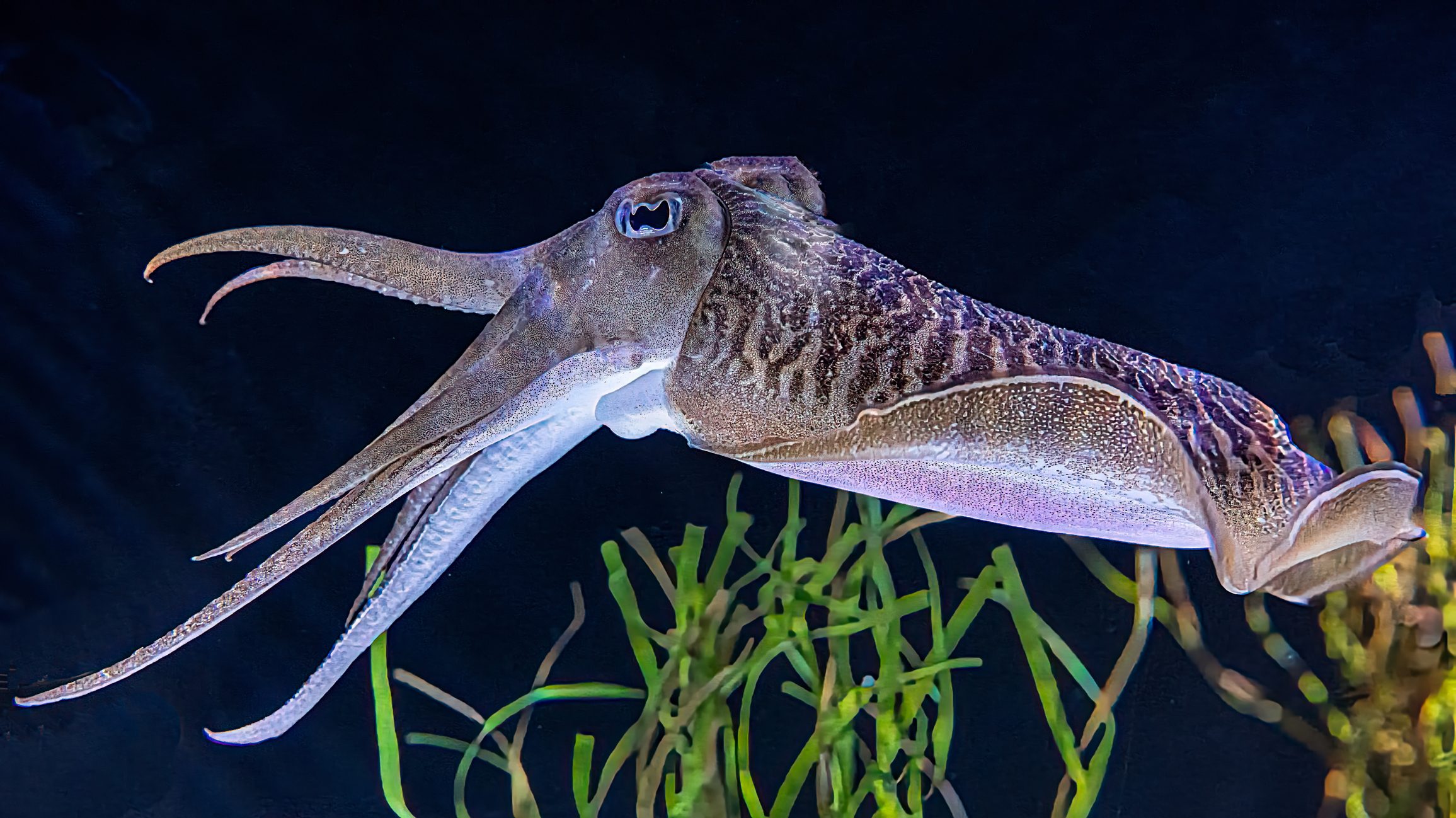 a cuttlefish is a cephalopod