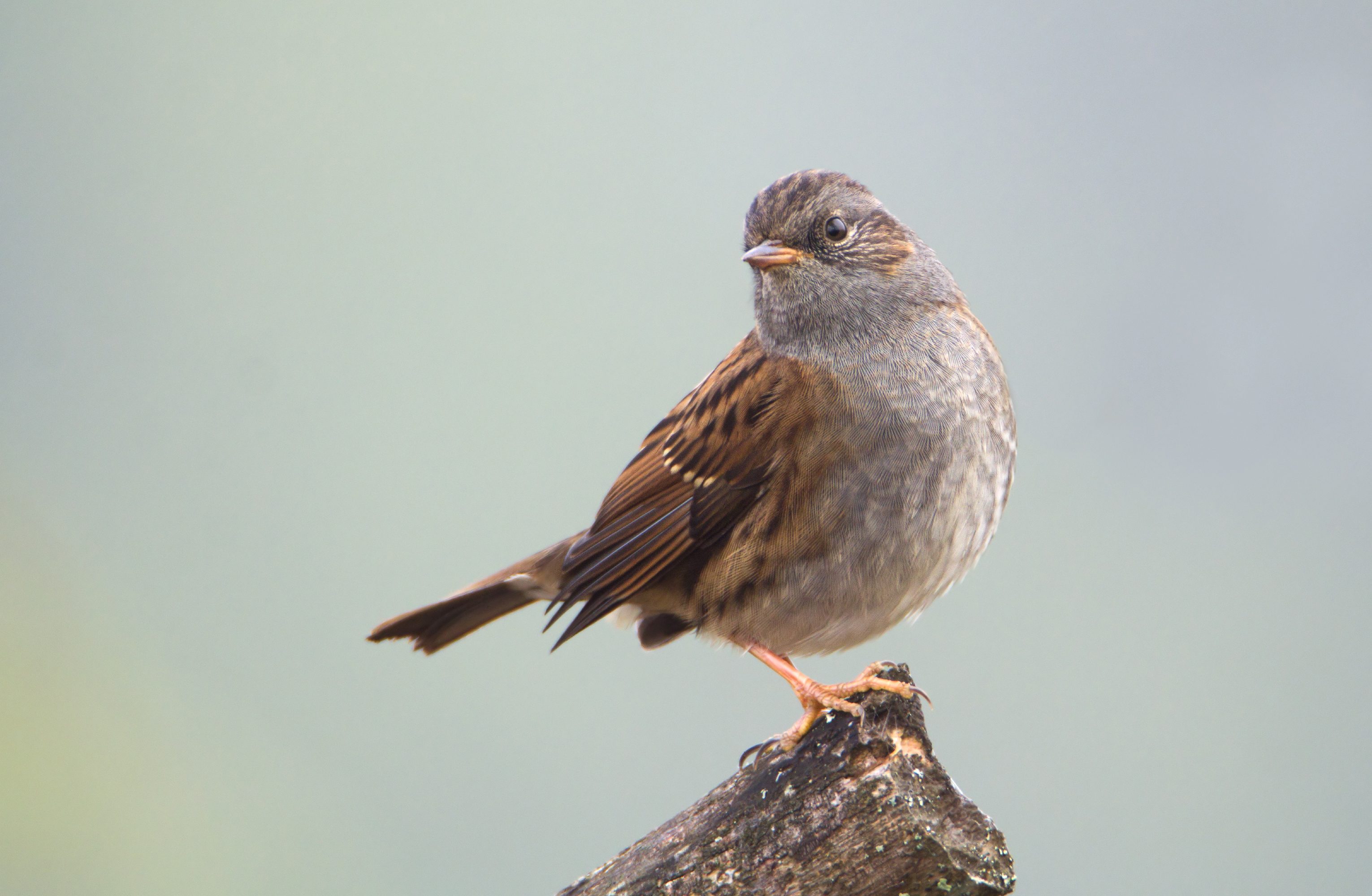 Dunnock (Prunella modularis) on a stump.