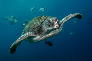 Different types of turtle A green turtle swimming in open water