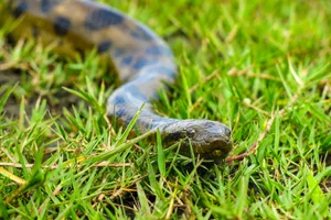 Green anaconda (Eunectes murinus) Green anaconda