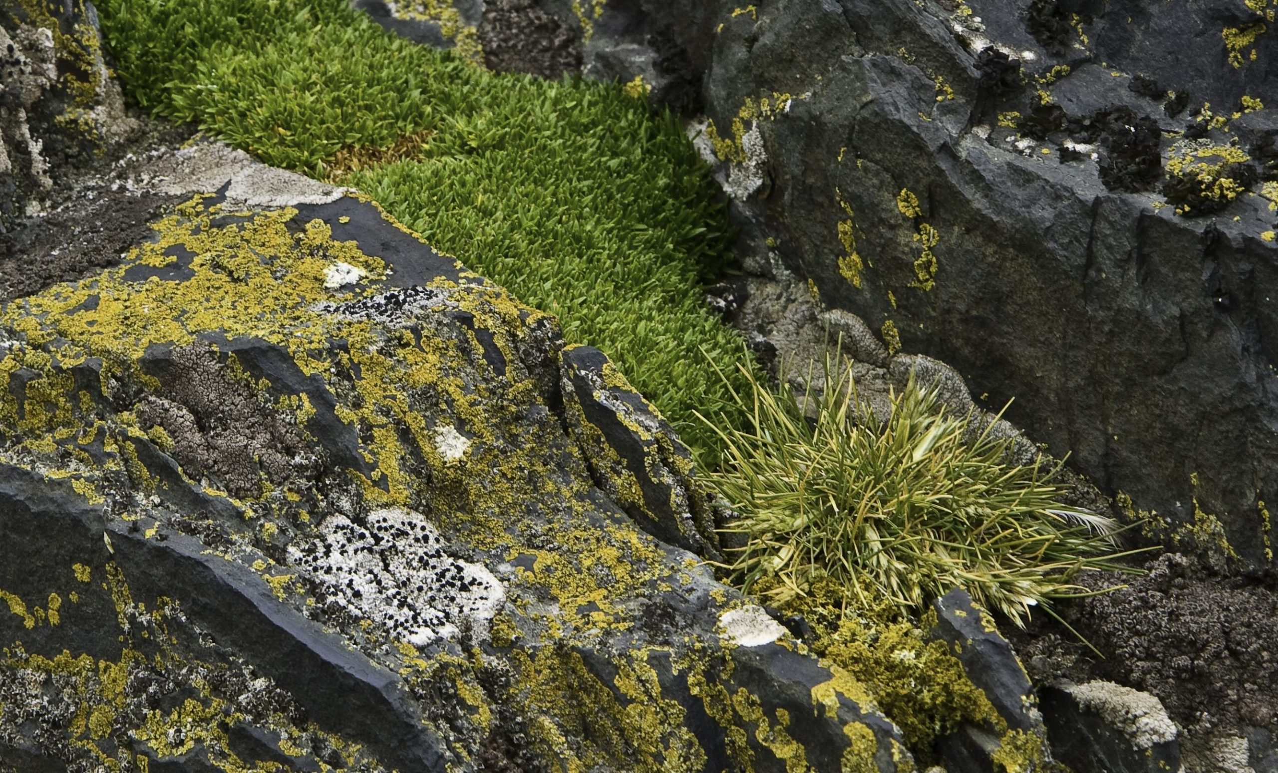 Antarctic hairgrass and Antarctic pearlwort