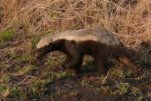 Honey-badger_ann-collier_623-4ce2943