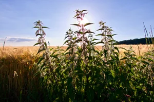 Stinging nettles. © Adrian Flory/Getty Stinging nettles. © Adrian Flory/Getty