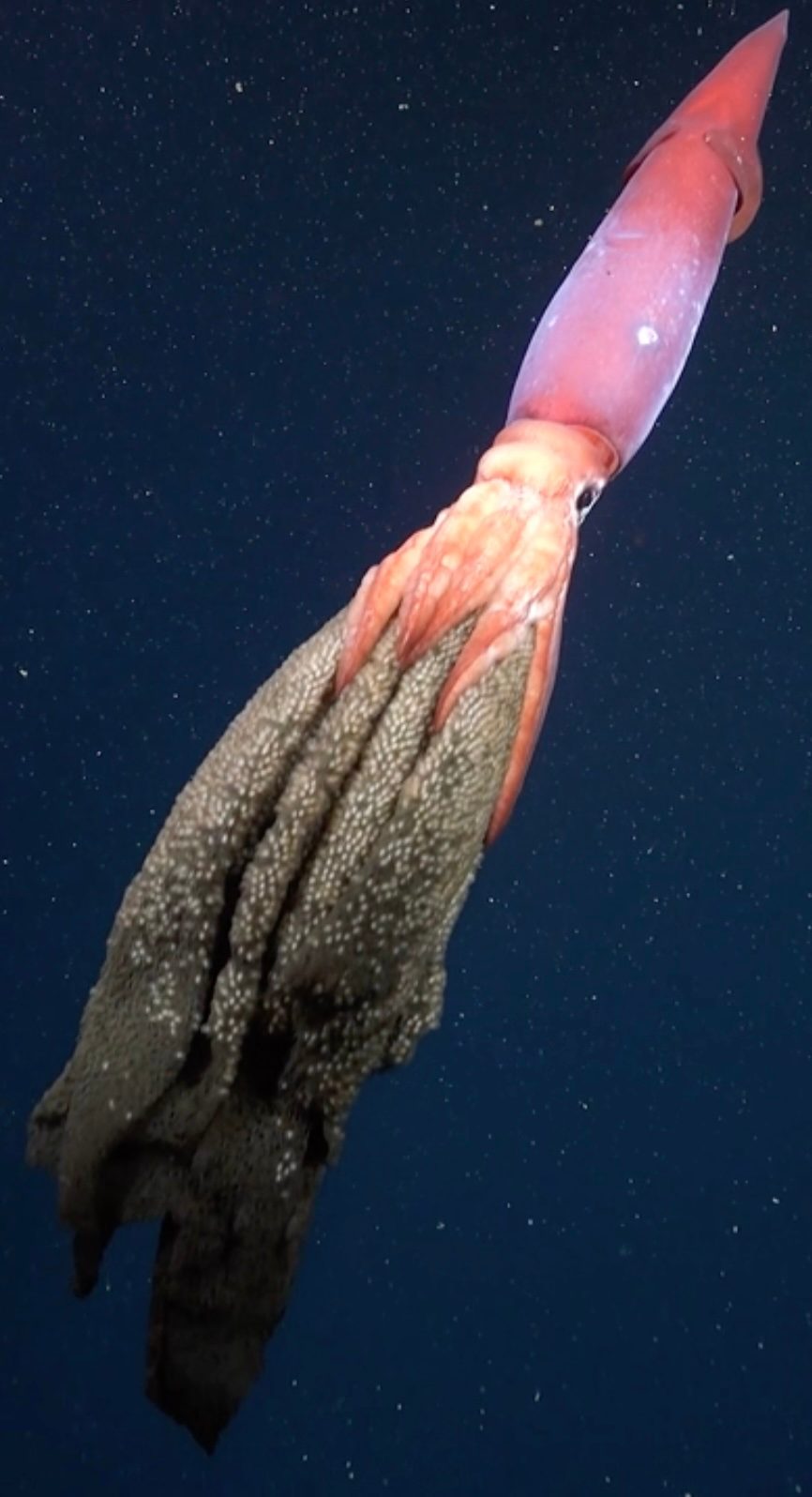 Black-eyed squid 