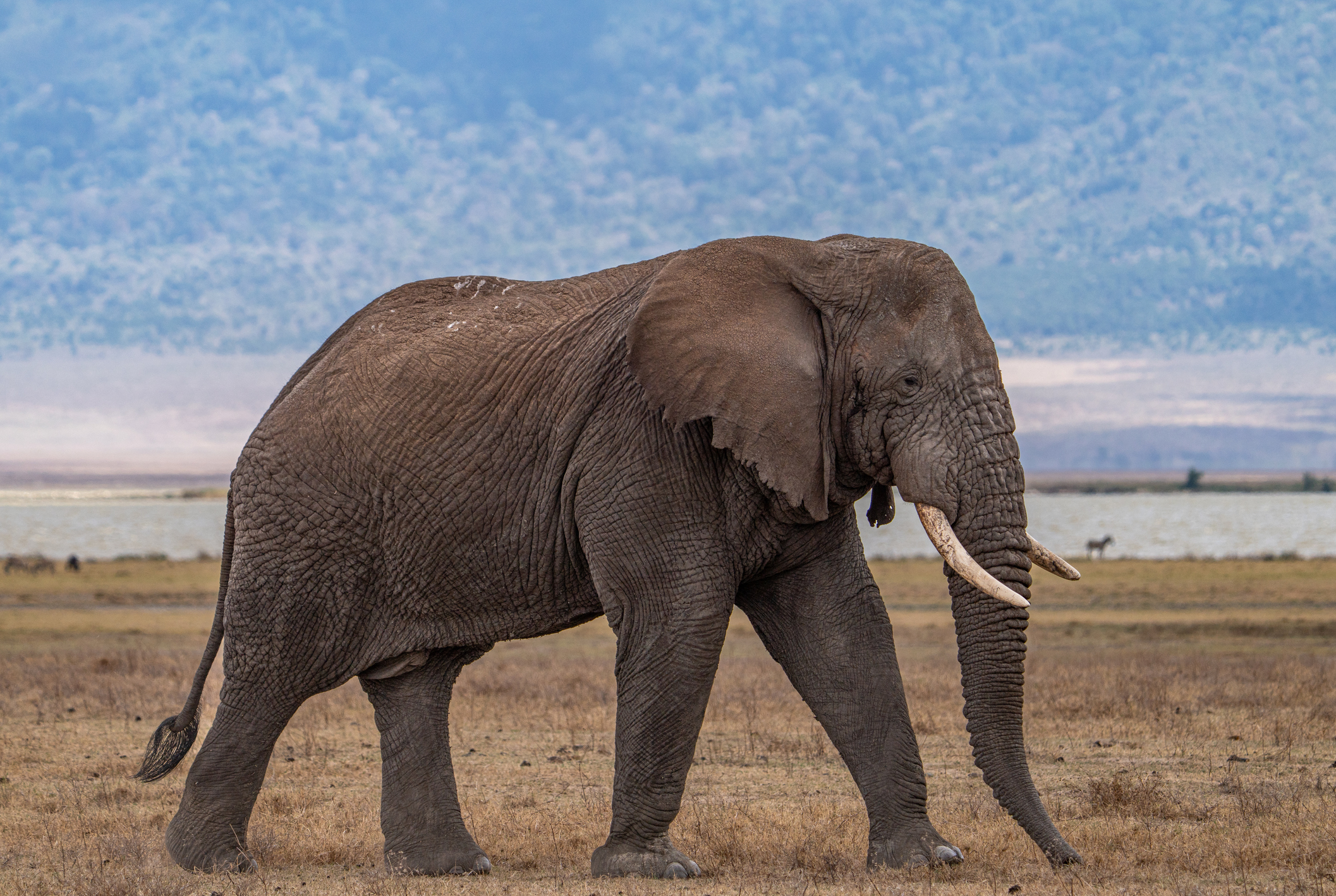 "Dark fluid from his temporal glands stains the sides of his face, and other males often give him a wide berth. And for very good reason." | Discover Wildlife