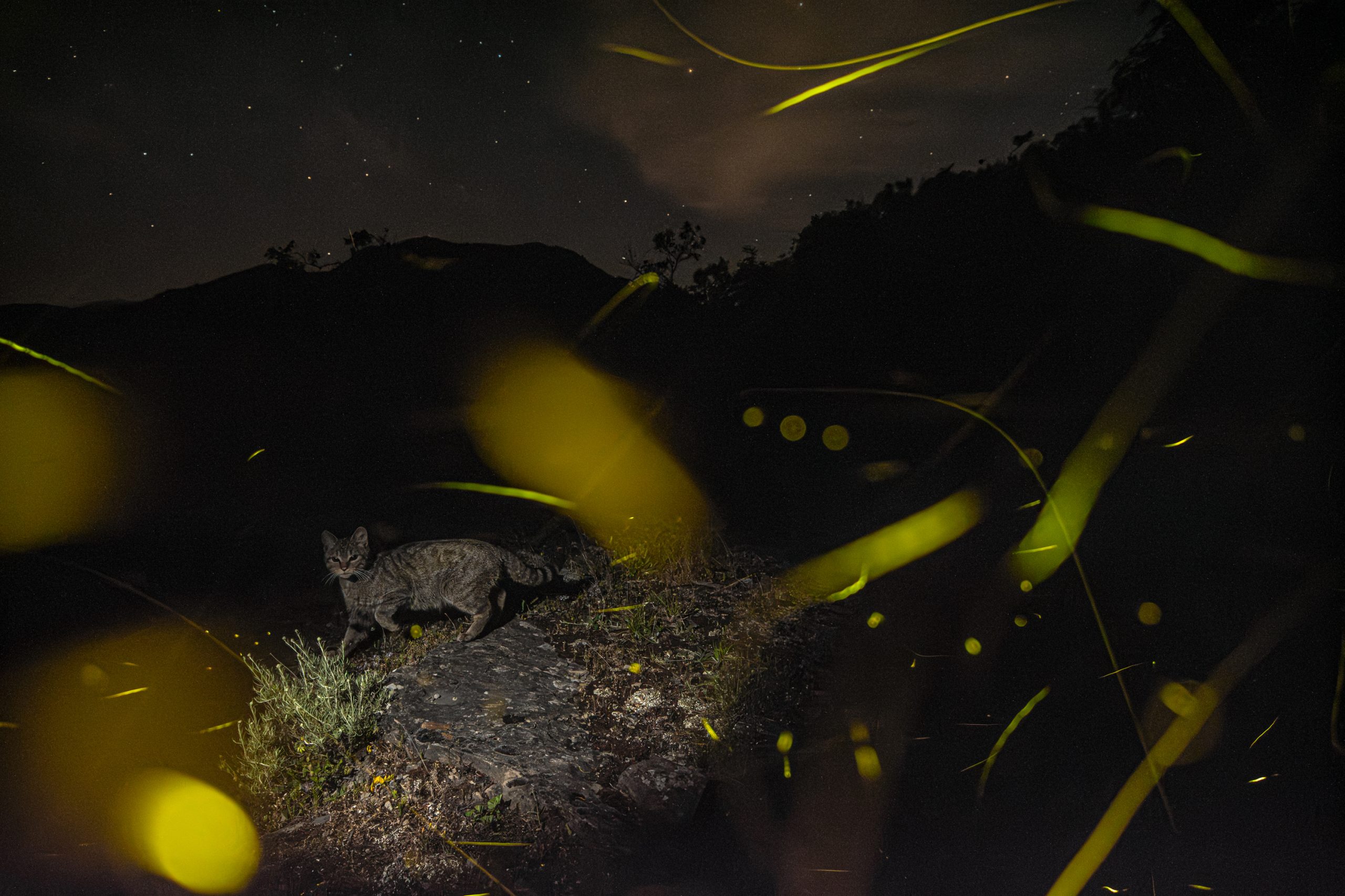 k2_01_lorenzo_shoubridge_tausend_lichter_und_eine_katze-scaled.jpg?preview=false&platform=WEB&deviceId=7042434a-66c7-46e4-bbf1-0ca38d9c3301