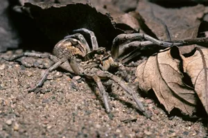 <em> The endearing wolf-spider. © James Gerholdt <em> The endearing wolf-spider. © James Gerholdt