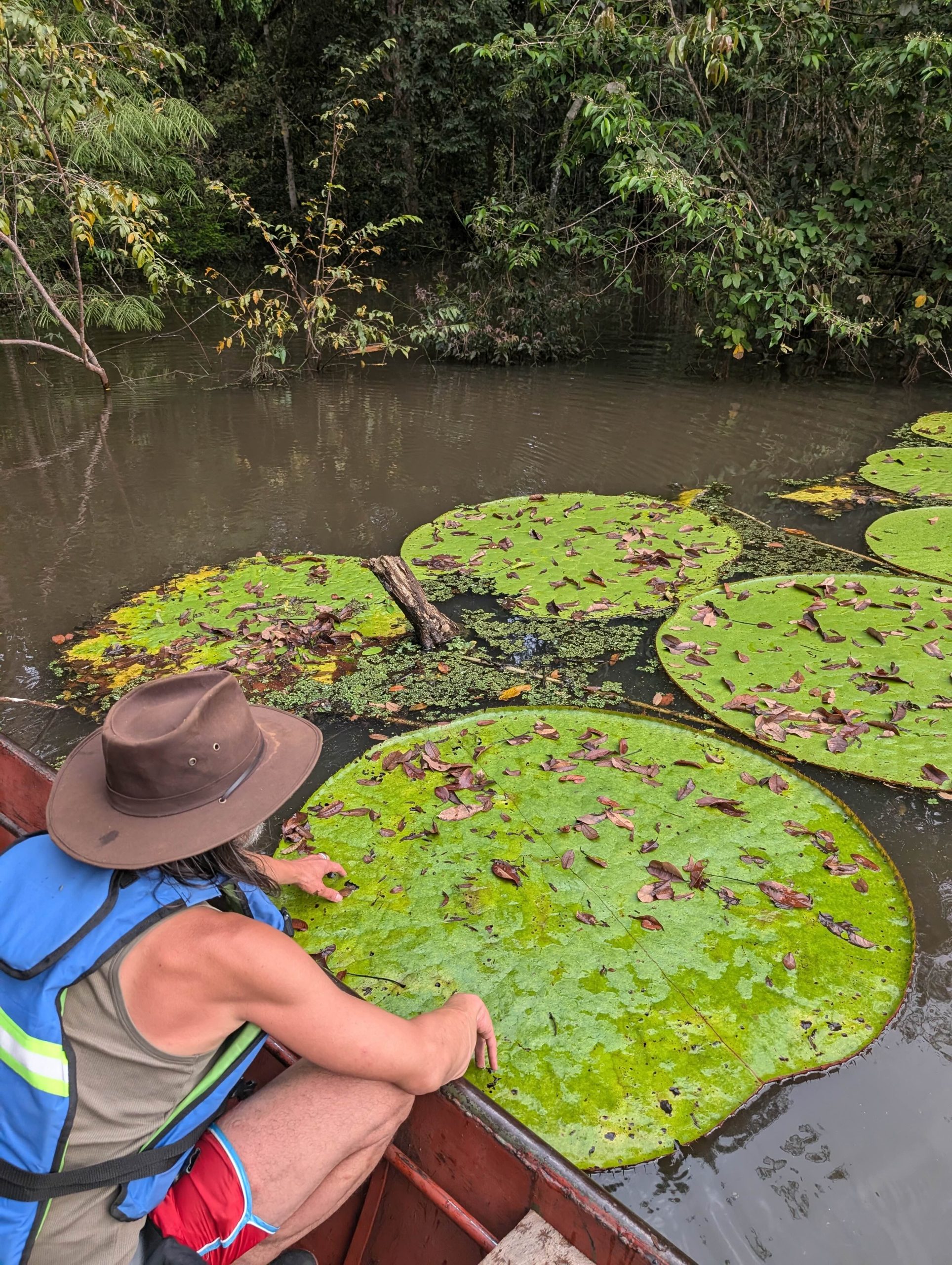 Carlos Magdalena with a Victoria colombiana leaf