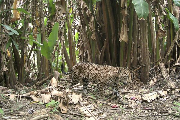 Jaguar in Guatemala