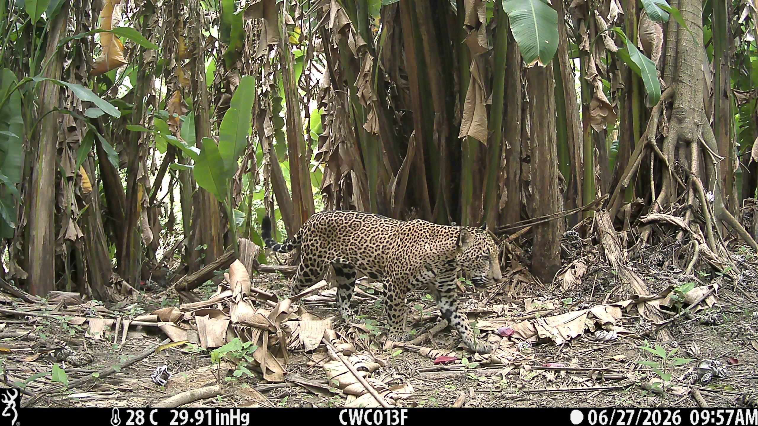 Jaguar on camera trap