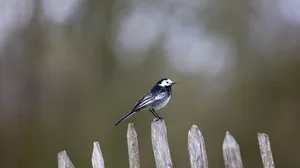 A pied wagtail perched on a fence. © Matthew Pollard/Getty A pied wagtail perched on a fence.