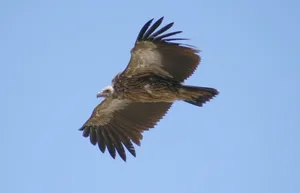 How high do birds fly? Griffon vulture/ Credit: Aan Simpson