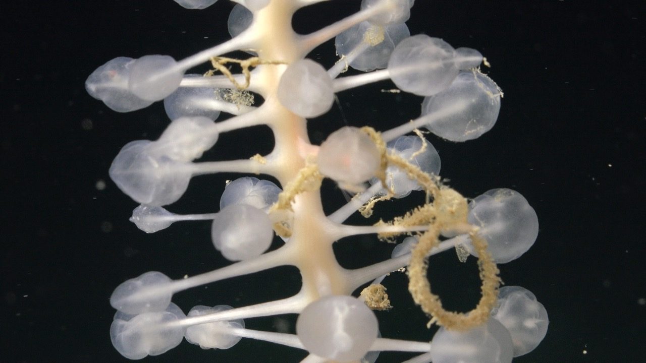Carnivorous sponge