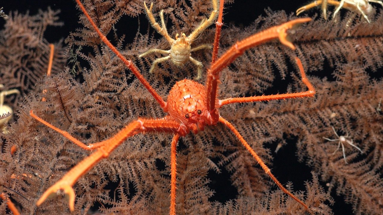 Two species of squat lobsters
