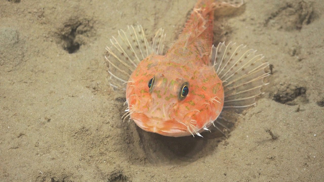 Gurnard