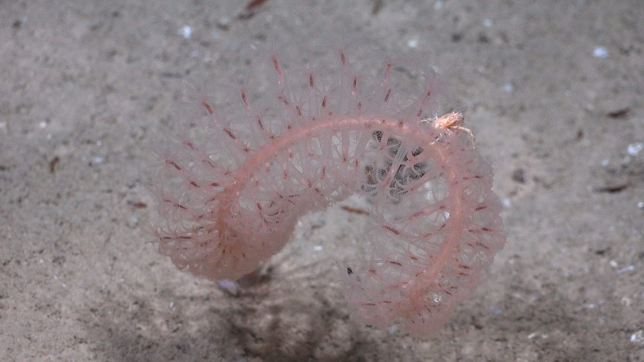 Sea pen