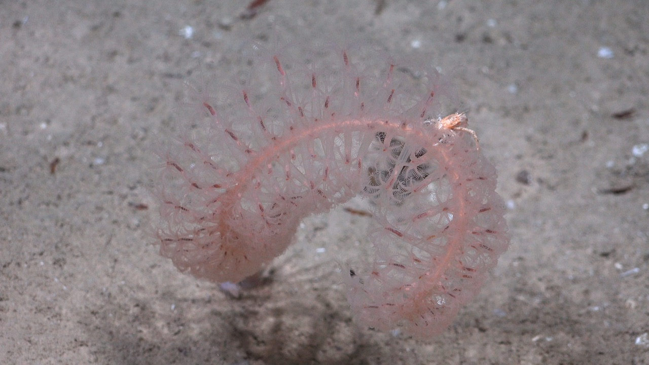 Sea pen