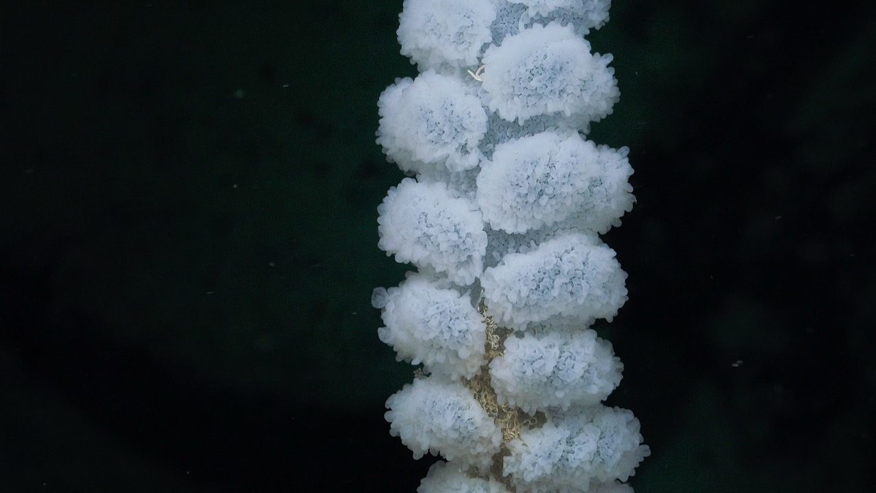 Glass sponge