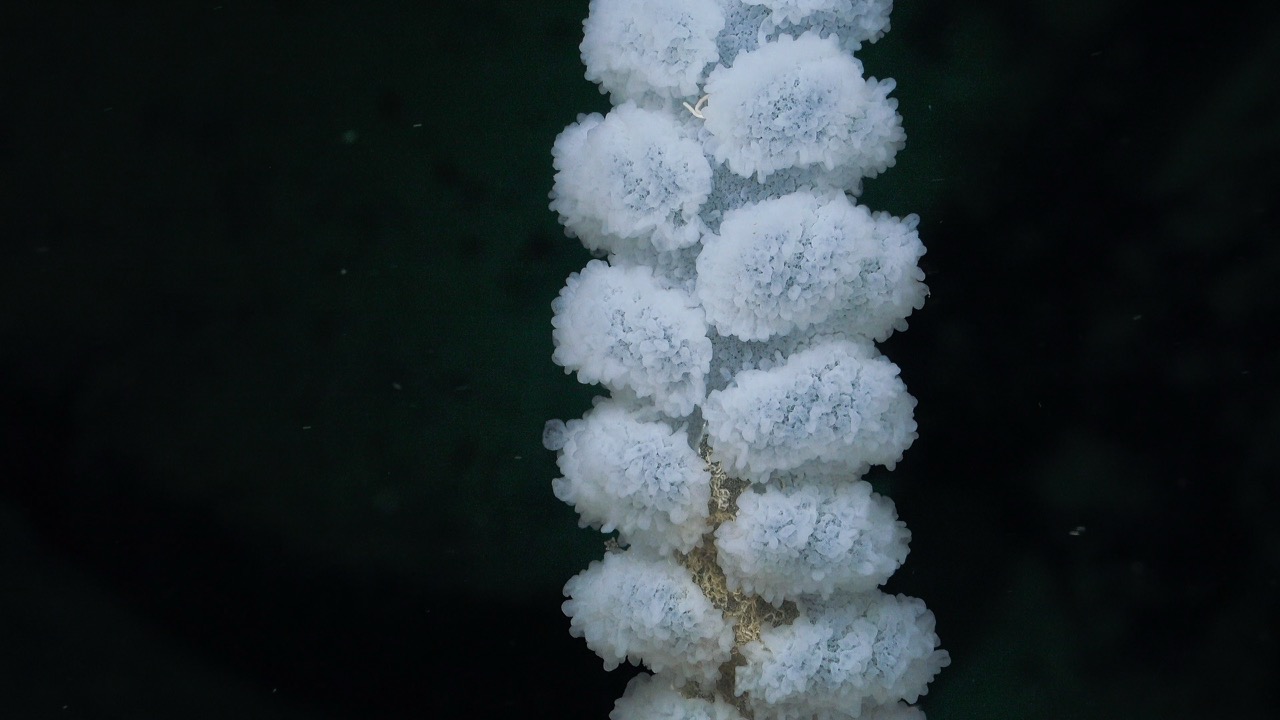 Glass sponge