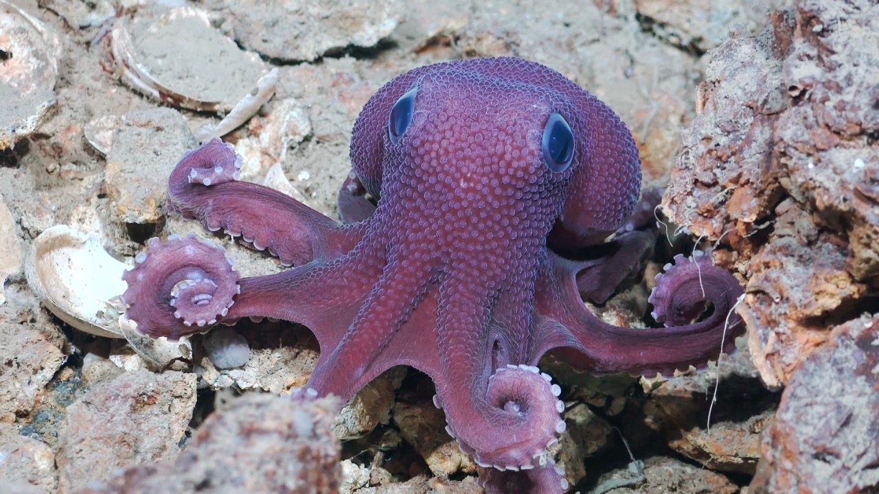 Graneledone octopus