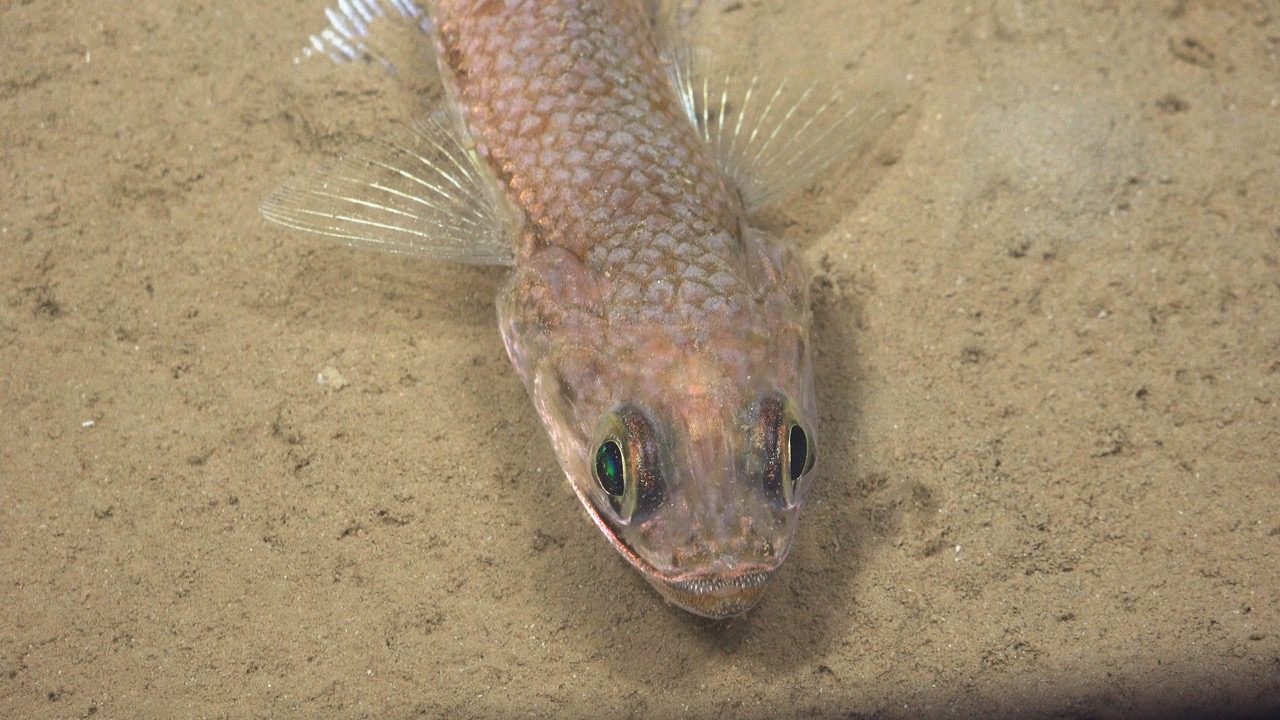 Lizardfish