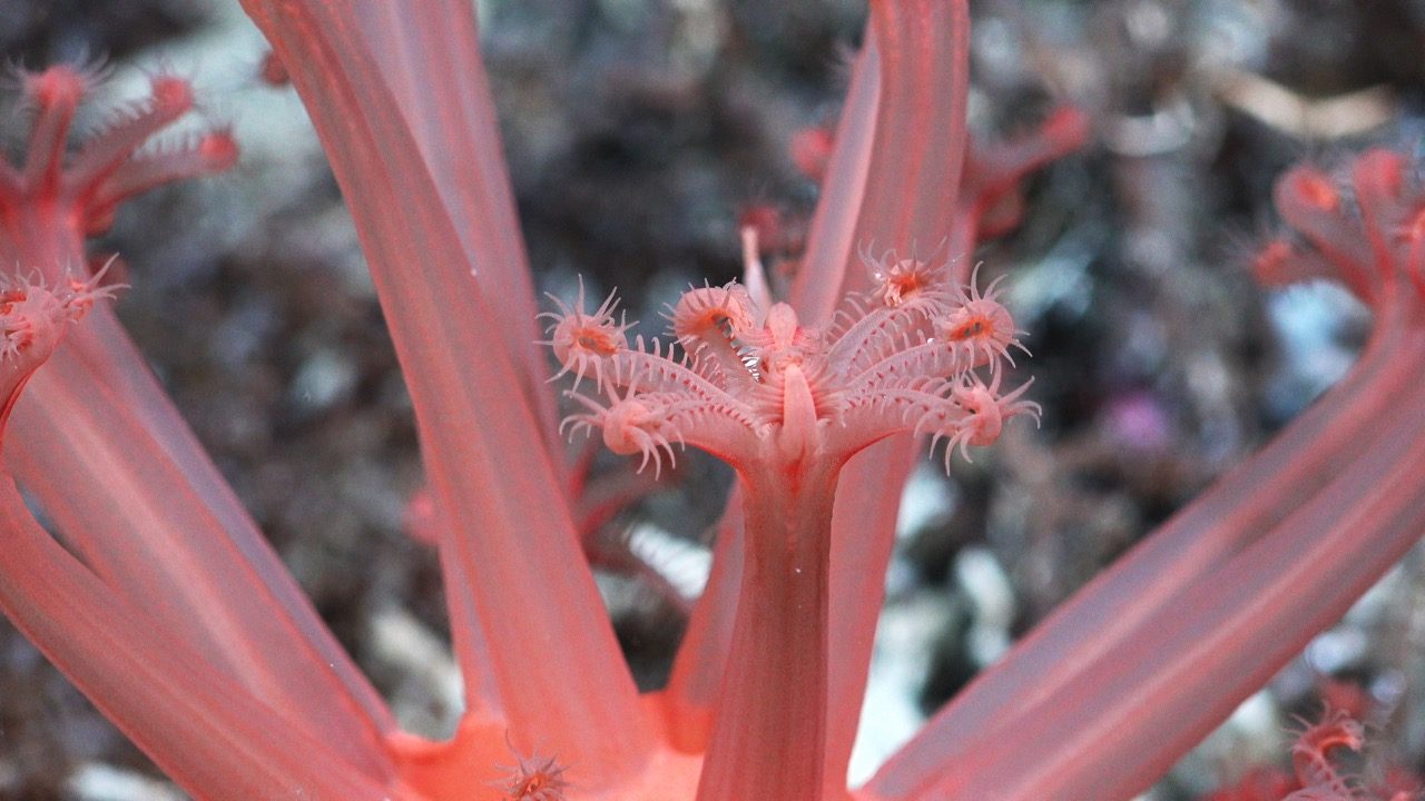 Mushroom coral