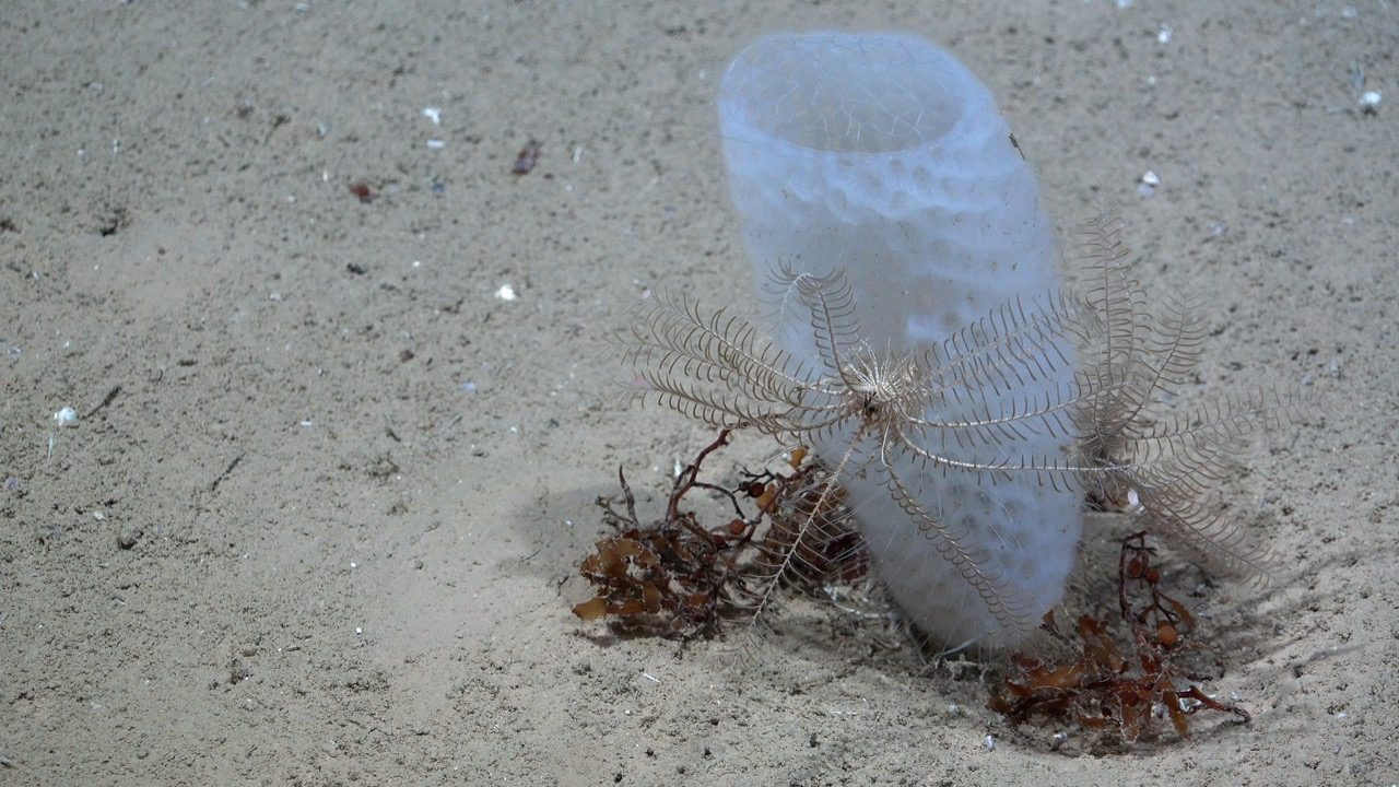 Glass sponge from the family Euplectellidae