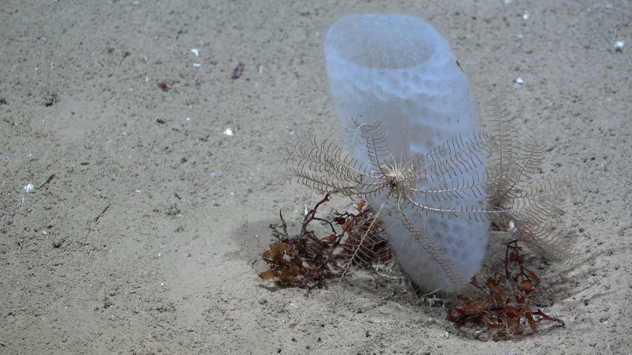 Glass sponge from the family Euplectellidae