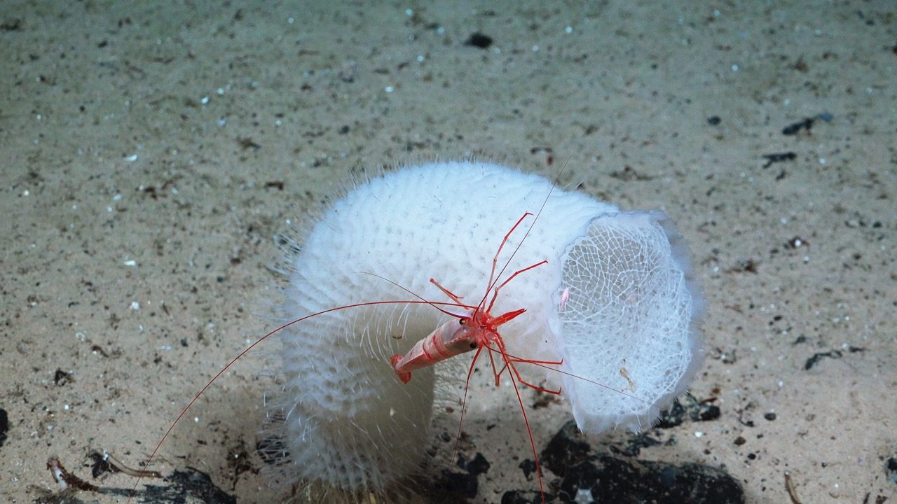 Shrimp perches on a glass sponge