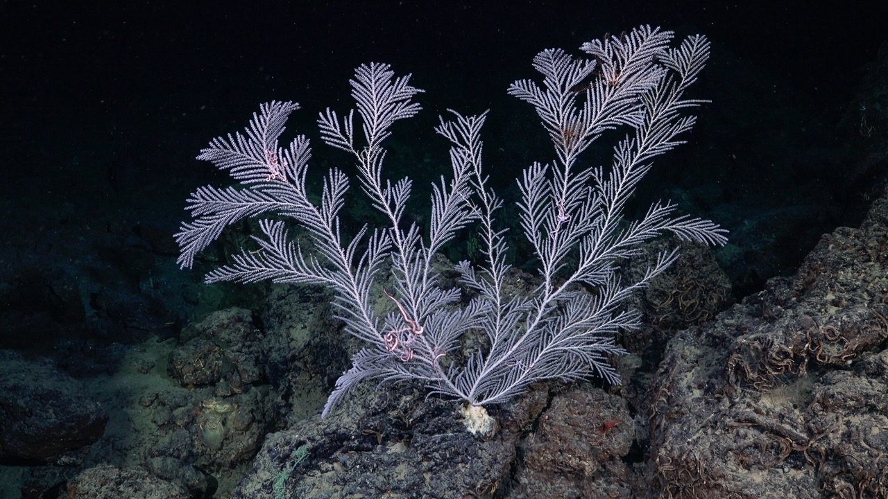 Brittle stars wrap around a soft coral