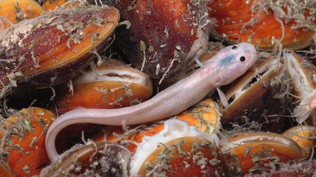 Eelpout