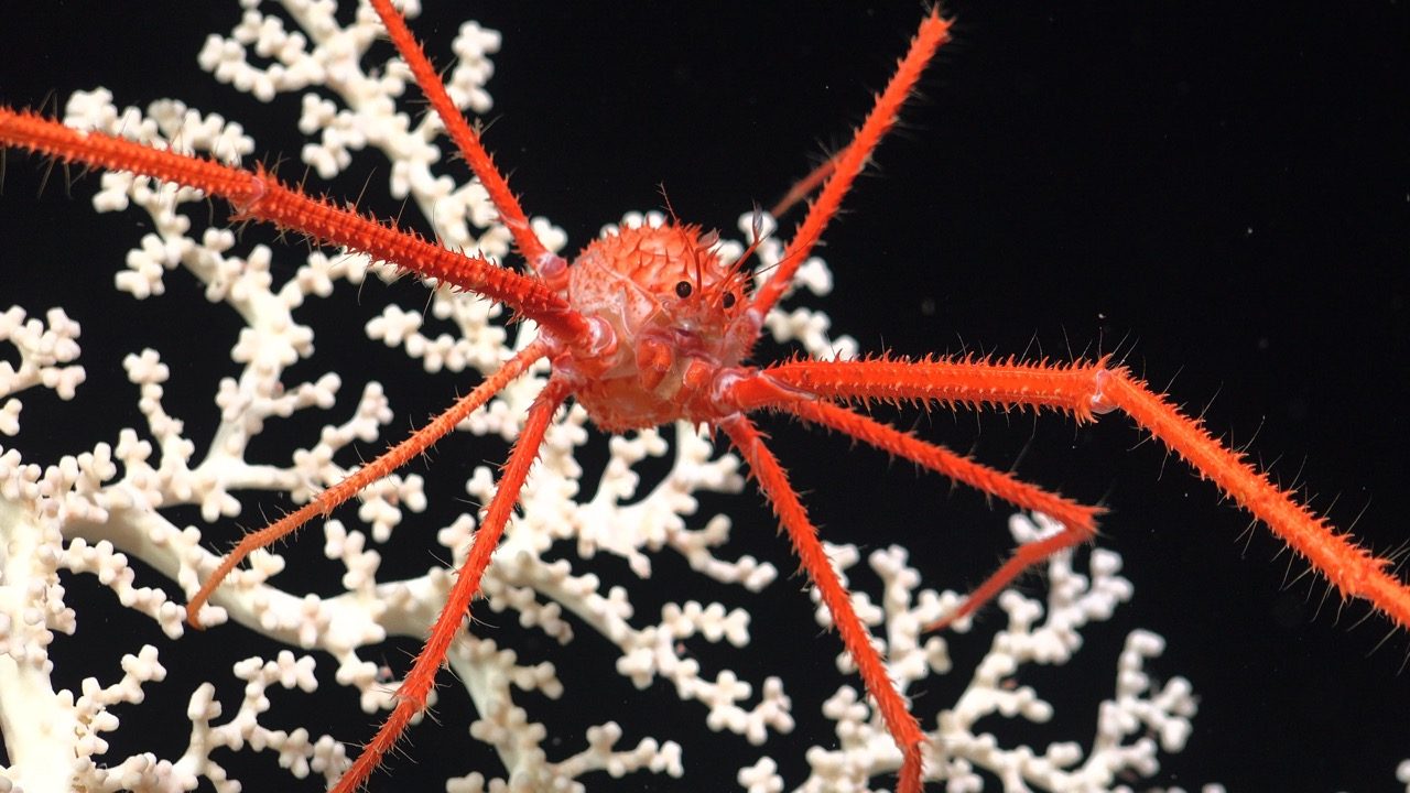 Squat lobster on cold-water coral