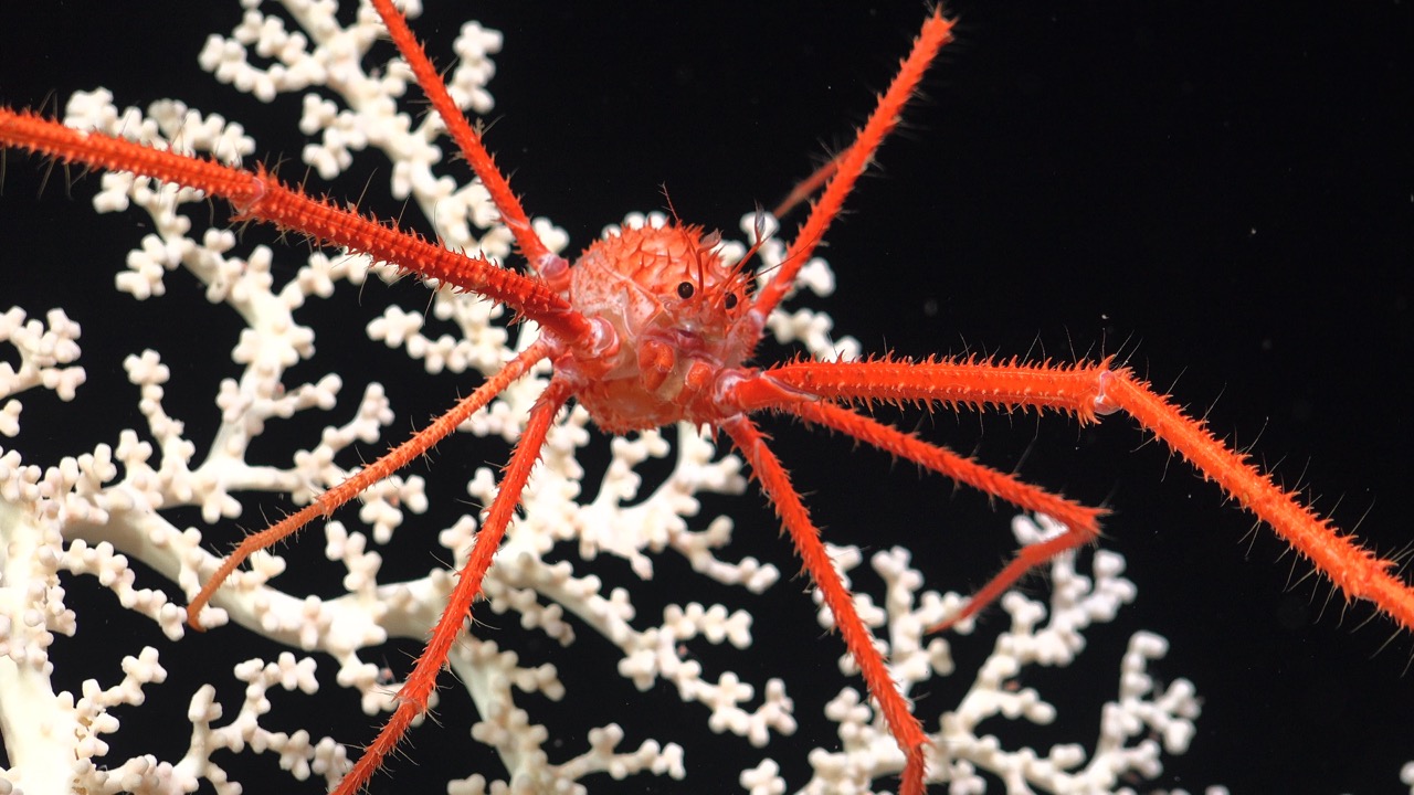 Squat lobster on cold-water coral