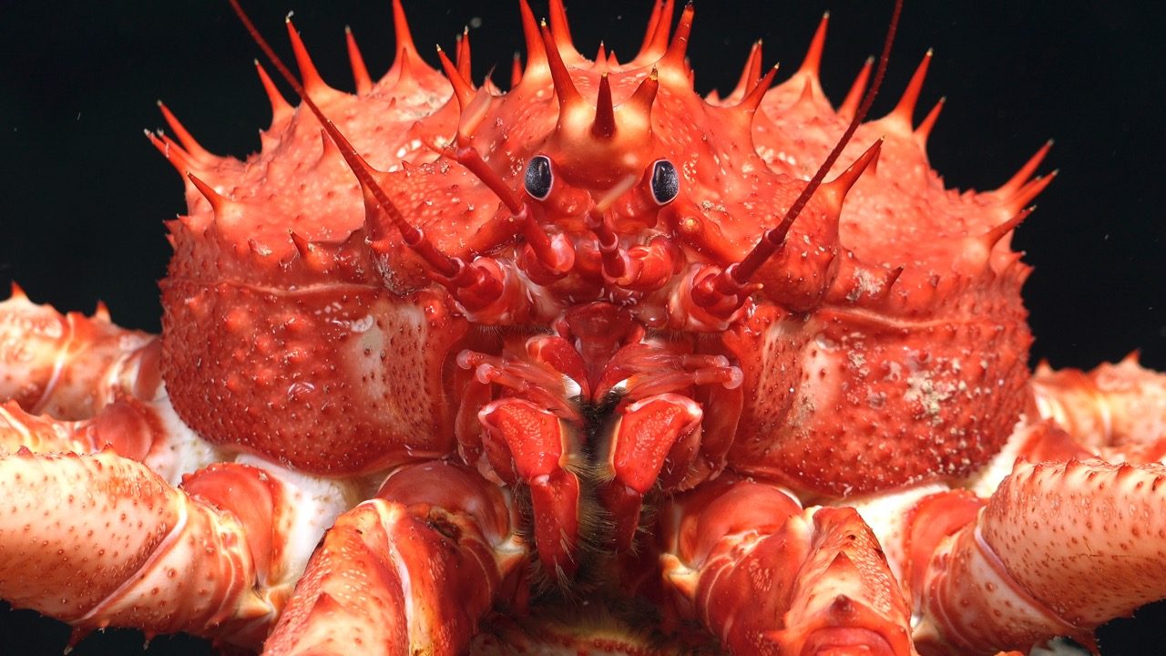 King crab