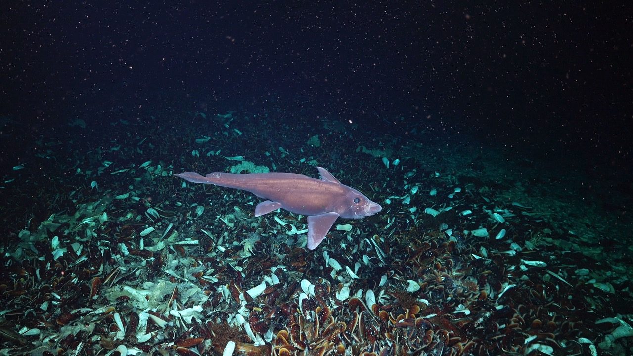 Chimaera, or ghost shark