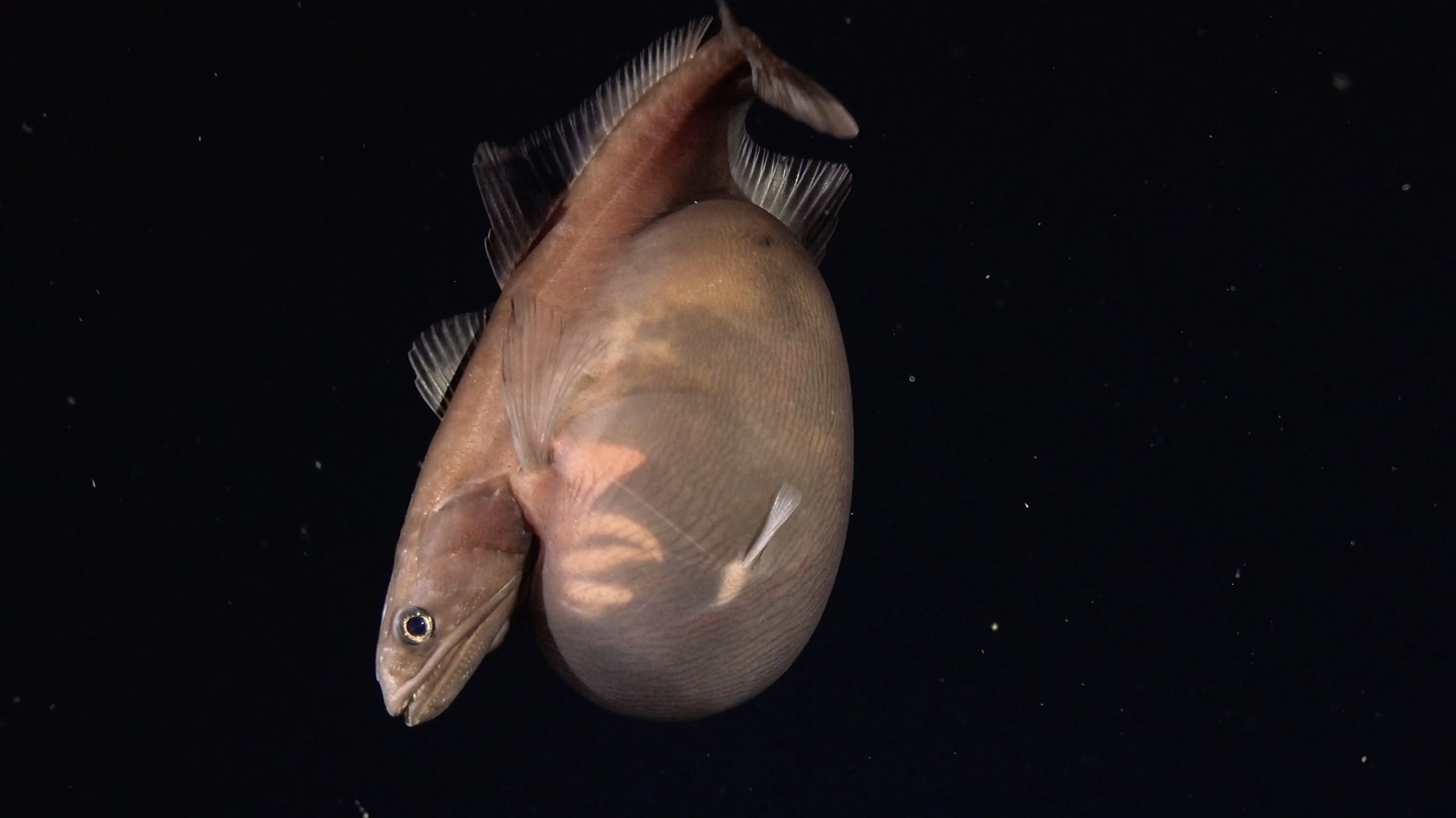 Black swallower fish