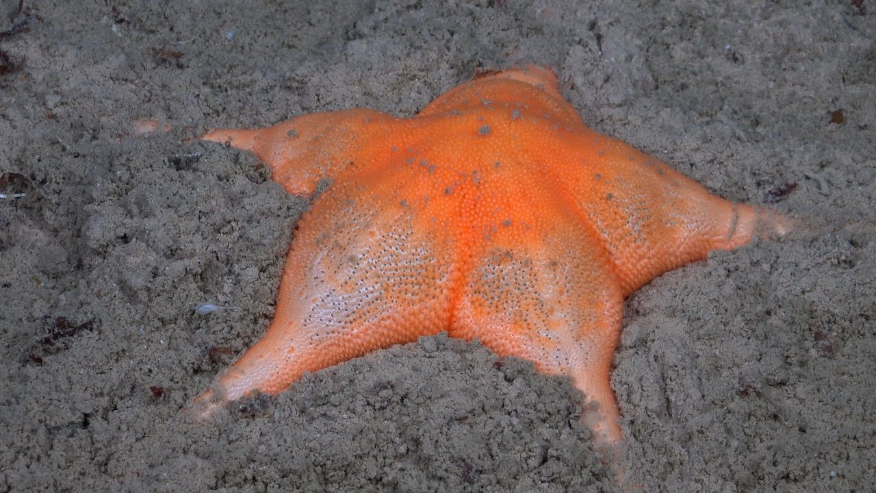 Sea star