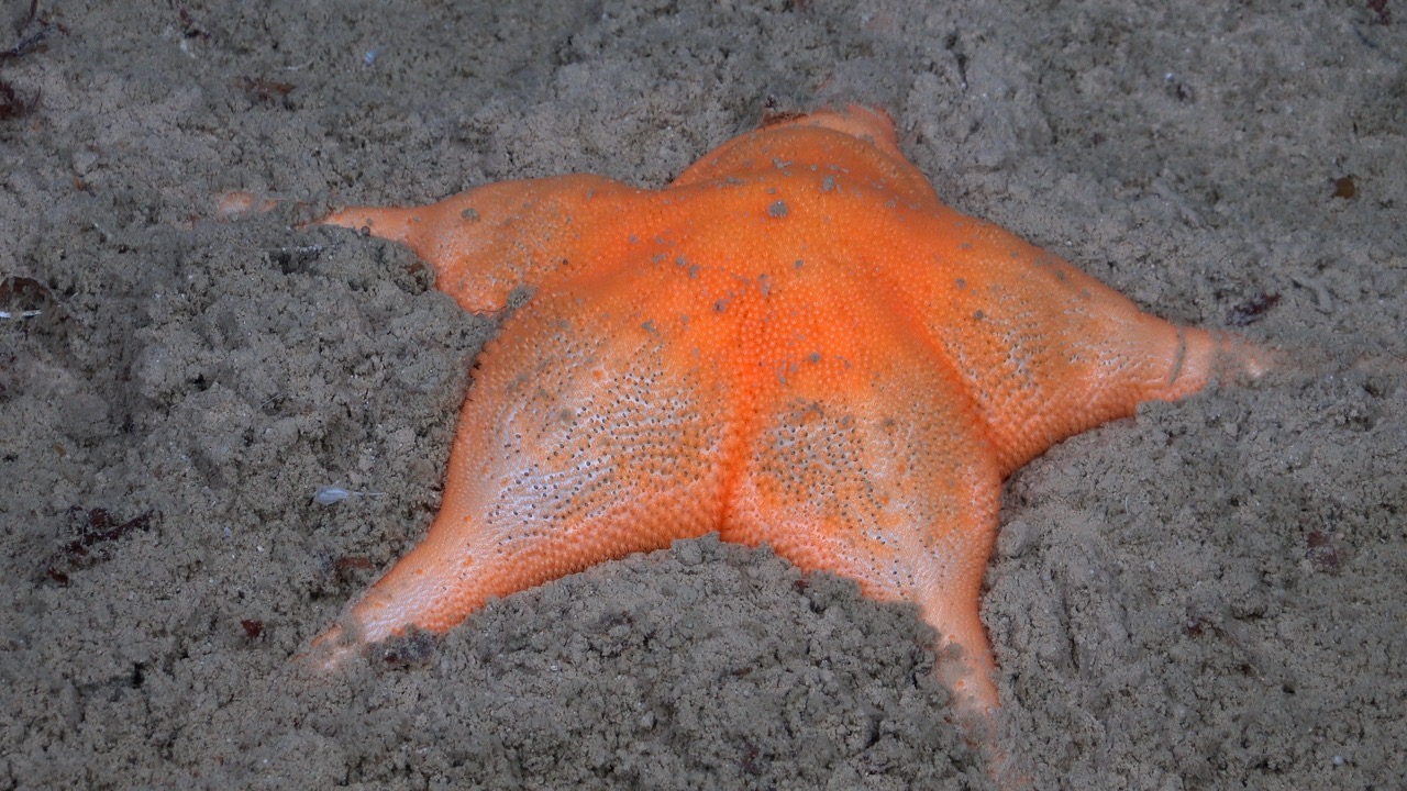 Sea star